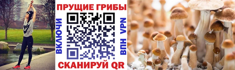 цены наркотик  Десногорск  Галлюциногенные грибы Cubensis 